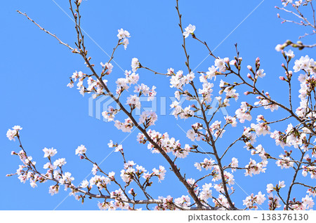 Yoshino cherry tree in full bloom Yoshino cherry tree in full bloom 138376130