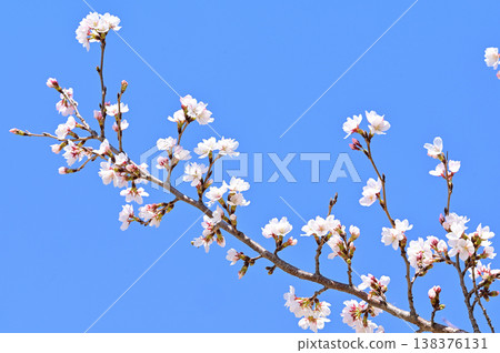 Yoshino cherry tree in full bloom 138376131