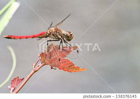 Akiakane (male) Akiakane (male) 138376145