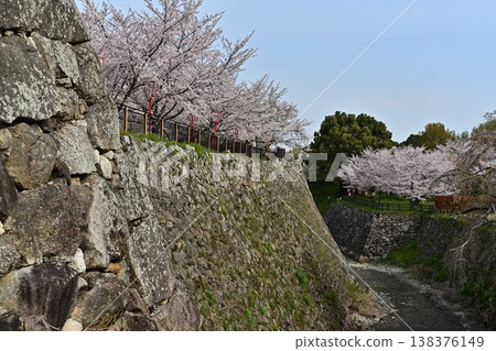 Cherry blossoms in full bloom adorn the ruins of Koriyama Castle in spring. 138376149