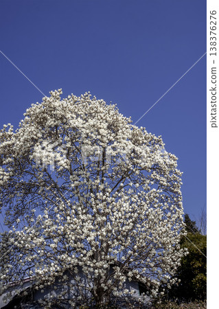 White magnolias in bloom, their white flowers facing upwards towards the blue sky. White magnolias in bloom, their white flowers facing upwards towards the blue sky. 138376276