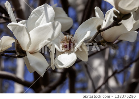 盛開的白色玉蘭花，白色的花朵向上綻放。 138376280