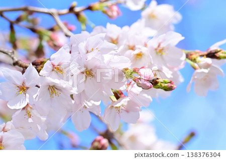 Yoshino cherry tree in full bloom Yoshino cherry tree in full bloom 138376304