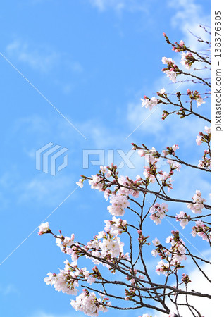 Yoshino cherry tree in full bloom Yoshino cherry tree in full bloom 138376305