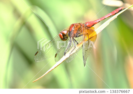 Nekitombo (male) Nekitombo (male) 138376667