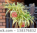 Two ceramic pots with red floral patterns hanging on a black wrought iron gate. Variegated spider plants with long trailing offsets grow alongside green clover leaves against a brick wall. 138376832