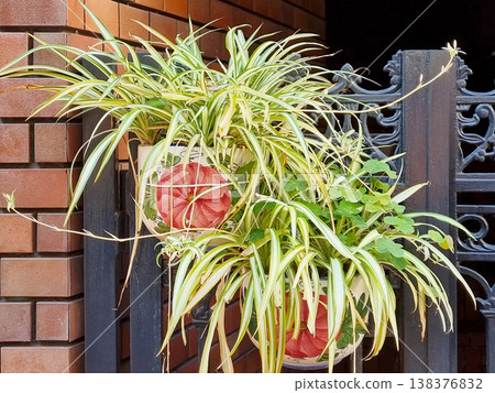 Two ceramic pots with red floral patterns hanging on a black wrought iron gate. Variegated spider plants with long trailing offsets grow alongside green clover leaves against a brick wall. Two ceramic pots with red floral patterns hanging on a black wrought iron gate. Variegated spider plants with long trailing offsets grow alongside green clover leaves against a brick wall. 138376832