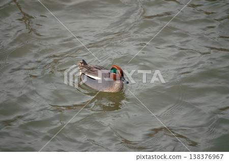 A small duck on the Yasuragi embankment of the Shinano River 138376967