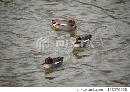 信濃川安城堤壩上的小鴨子 138376968