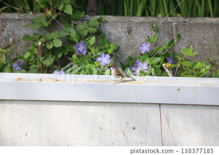 一隻麻雀棲息在長春花植株前。 138377185