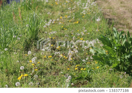 Dandelions blooming in the spring field 138377186