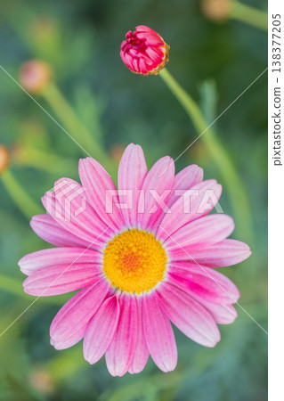 The wildflowers around the house, in all their seasonal colors, add vibrancy to the flowerbeds. Beautiful, delicate pink marguerites have bloomed. 138377205