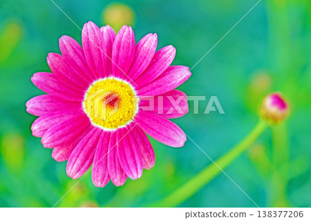 The wildflowers around the house, in all their seasonal colors, add vibrancy to the flowerbeds. Beautiful, delicate pink marguerites have bloomed. 138377206