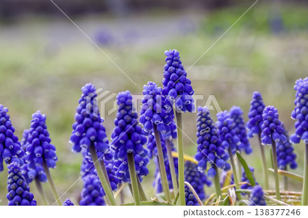 一簇風信子，屬於水仙亞科風信子屬。 [早春圖片] 138377246