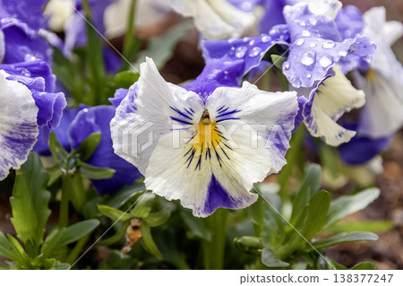 雨後可愛的三色堇與紫羅蘭 [堇菜科，堇菜屬] 138377247