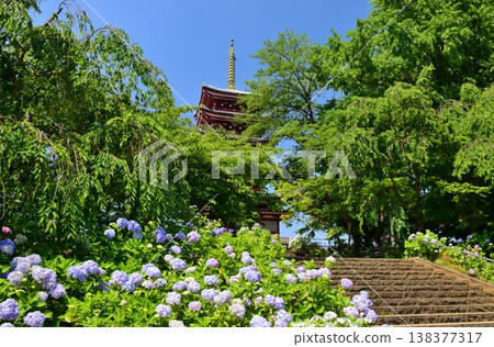 本道寺的五層寶塔,周圍環繞著繡球花。 本道寺的五層寶塔,周圍環繞著繡球花。 138377317