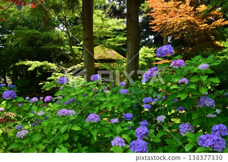 Haseyama Hondoji Temple, surrounded by hydrangeas 138377330