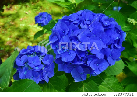 Haseyama Hondoji Temple, surrounded by hydrangeas 138377331