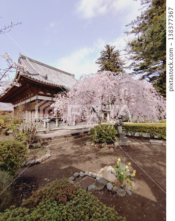 寺廟的住所和盛開的櫻花。 寺廟的住所和盛開的櫻花。 138377367
