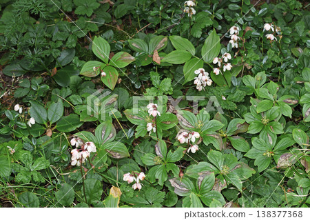 Pyrola japonica (Daisetsuzan Mountains, Hokkaido) 138377368