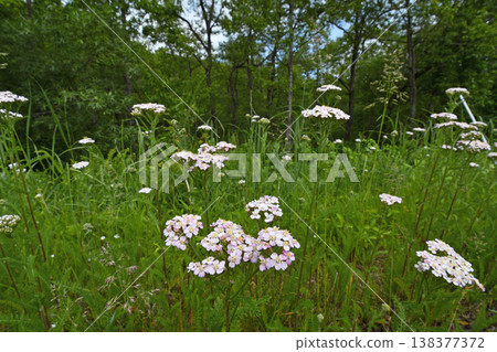Achillea millefolium (Tsurui Village, Hokkaido) Achillea millefolium (Tsurui Village, Hokkaido) 138377372