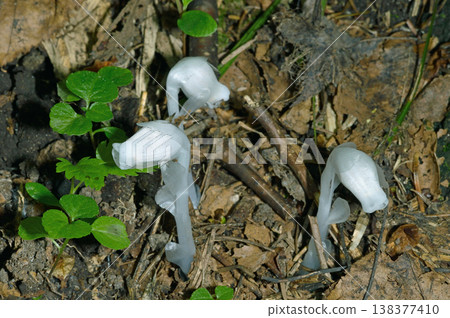 Monotropa uniflora (Sounkyo, Hokkaido) 138377410