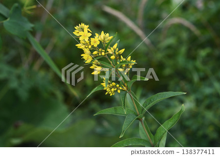 *日本珍珠菜*(北海道鶴井村) *日本珍珠菜*(北海道鶴井村) 138377411