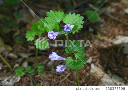Ground ivy (Hiroo Town, Hokkaido) Ground ivy (Hiroo Town, Hokkaido) 138377506