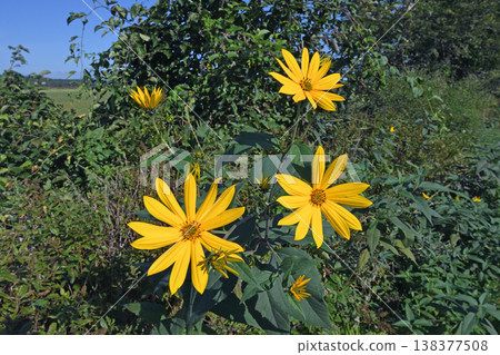 Jerusalem artichoke (Tsurui Village, Hokkaido) Jerusalem artichoke (Tsurui Village, Hokkaido) 138377508
