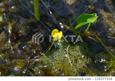 Utricularia japonica (Kushiro Marsh, Hokkaido) Utricularia japonica (Kushiro Marsh, Hokkaido) 138377509