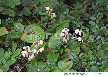 Pyrola japonica (Daisetsuzan Mountains, Hokkaido) Pyrola japonica (Daisetsuzan Mountains, Hokkaido) 138377512