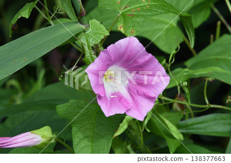 Bindweed (Tsurui Village, Hokkaido) Bindweed (Tsurui Village, Hokkaido) 138377663