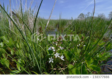 Mitsugashiwa(北海道K路沼澤) Mitsugashiwa(北海道K路沼澤) 138377666
