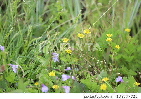 Spring grassland with Crepis japonica and Mazus pumilus. Spring grassland with Crepis japonica and Mazus pumilus. 138377725