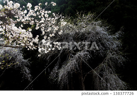 吉野山著名的櫻花 吉野山著名的櫻花 138377726