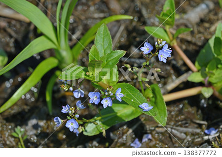 Veronica undulata（北海道釧路濕原） 138377772