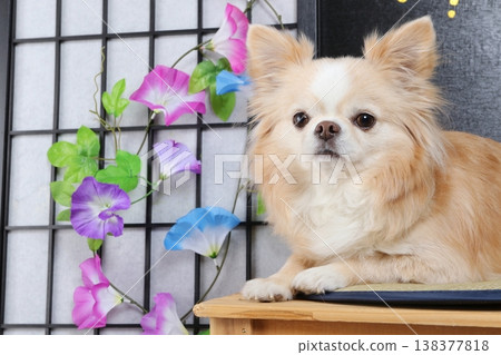 A Japanese-style photoshoot featuring morning glories, shoji screens, and a cream-colored Chihuahua. A Japanese-style photoshoot featuring morning glories, shoji screens, and a cream-colored Chihuahua. 138377818