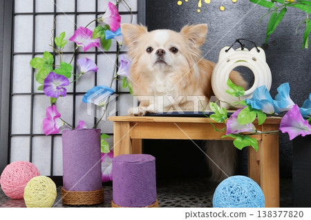 Japanese-style summer set and studio photoshoot with a cute Chihuahua Japanese-style summer set and studio photoshoot with a cute Chihuahua 138377820