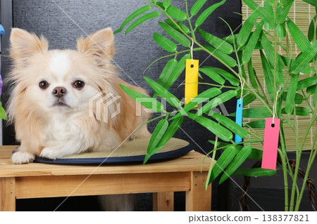 A Tanabata photo shoot featuring bamboo leaves, strips of paper for writing wishes, and a cream-colored Chihuahua. A Tanabata photo shoot featuring bamboo leaves, strips of paper for writing wishes, and a cream-colored Chihuahua. 138377821