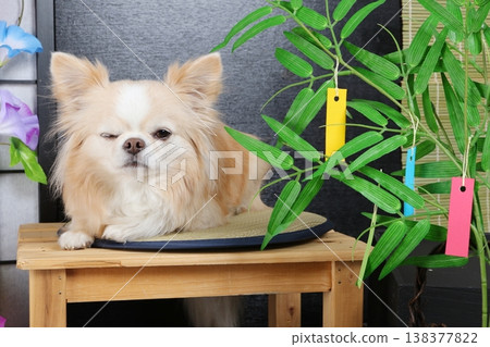 Summer photo of Tanabata decorations, morning glories, and a winking Chihuahua. Summer photo of Tanabata decorations, morning glories, and a winking Chihuahua. 138377822