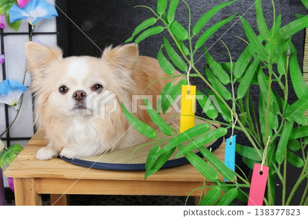 Japanese summer and Chihuahuas; a space with Tanabata and morning glories Japanese summer and Chihuahuas; a space with Tanabata and morning glories 138377823
