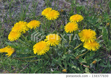 Ezo dandelion (Koshimizu Town, Hokkaido) Ezo dandelion (Koshimizu Town, Hokkaido) 138377830