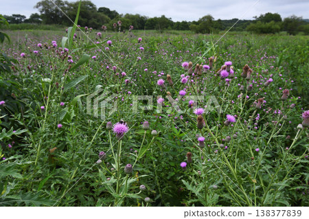 A colony of Cirsium japonicum (Tsurui Village, Hokkaido) A colony of Cirsium japonicum (Tsurui Village, Hokkaido) 138377839