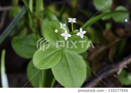 Galium verum (Hokkaido, Sounkyo) Galium verum (Hokkaido, Sounkyo) 138377840