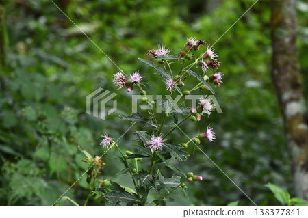蝦夷山薊（北海道釧路町） 138377841