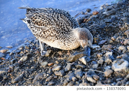 They might be searching for food in the tidal flats. They might be searching for food in the tidal flats. 138378091