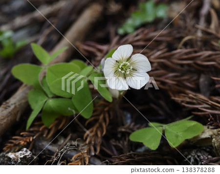 A single Kanto mountain sorrel blooming on the forest floor. A single Kanto mountain sorrel blooming on the forest floor. 138378288
