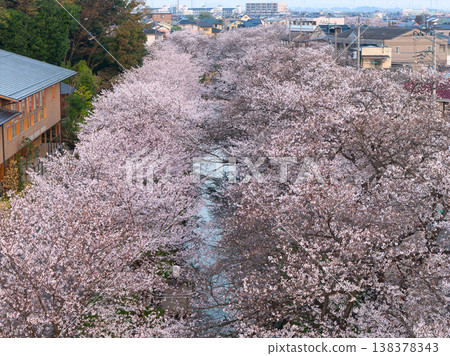 Cherry blossom trees in full bloom along the Shingashi River in Kawagoe City, Saitama Prefecture (aerial photograph taken by drone) 138378343