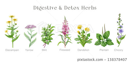 Digestive detox herbs set with dandelion, nettle, mint, fireweed, chicory, plantain. Hand drawn botanical watercolor illustrations for herbal medicine, tea, wellness, natural health, packaging 138378407
