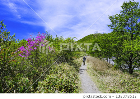A path lined with blooming Rhododendron dilatatum. A path lined with blooming Rhododendron dilatatum. 138378512